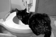 toilet2