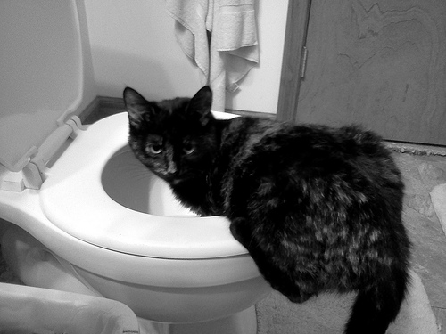 toilet2