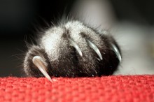 claw