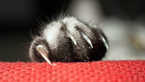 claw
