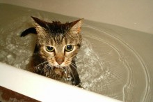 shampoo